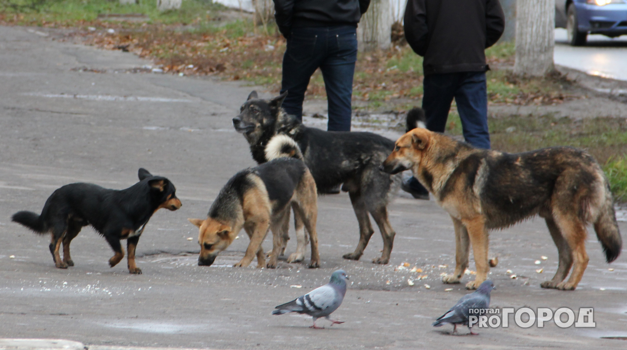 Ради Чемпионата по футболу во Владимире начнут отлавливать бездомных собак
