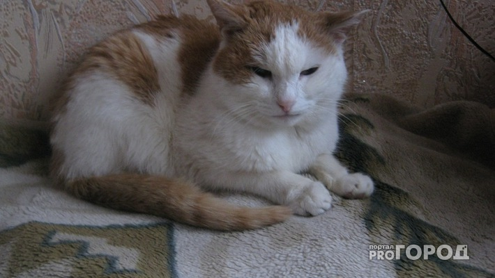 Житель Владимира дополусмерти избил кошку, желая проучить ее хозяйку