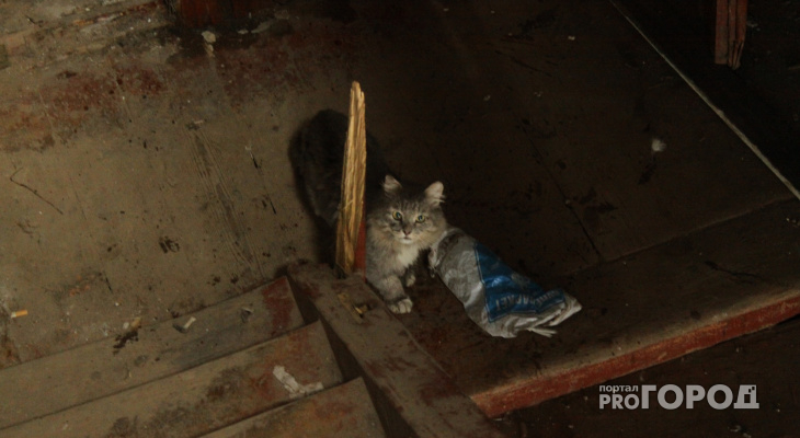 5 историй жестокого обращения с животными во Владимире, которые закончились ничем