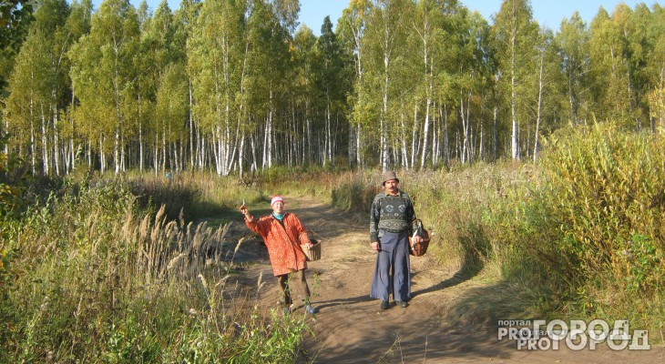 Во Владимирской области весной  восстановят несколько гектаров леса
