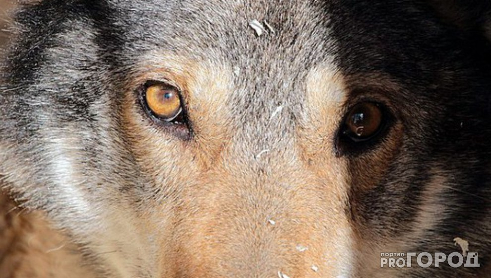 Во Владимирской области в объектив видеоловушки попалась семья волков