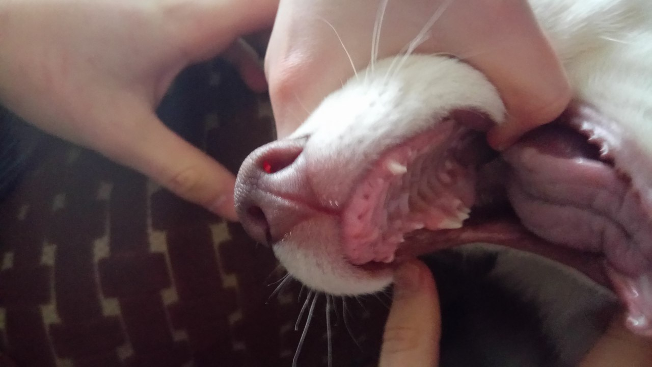 Владимирец, которого сын обвинил в избиении пса, попросил шанс высказаться