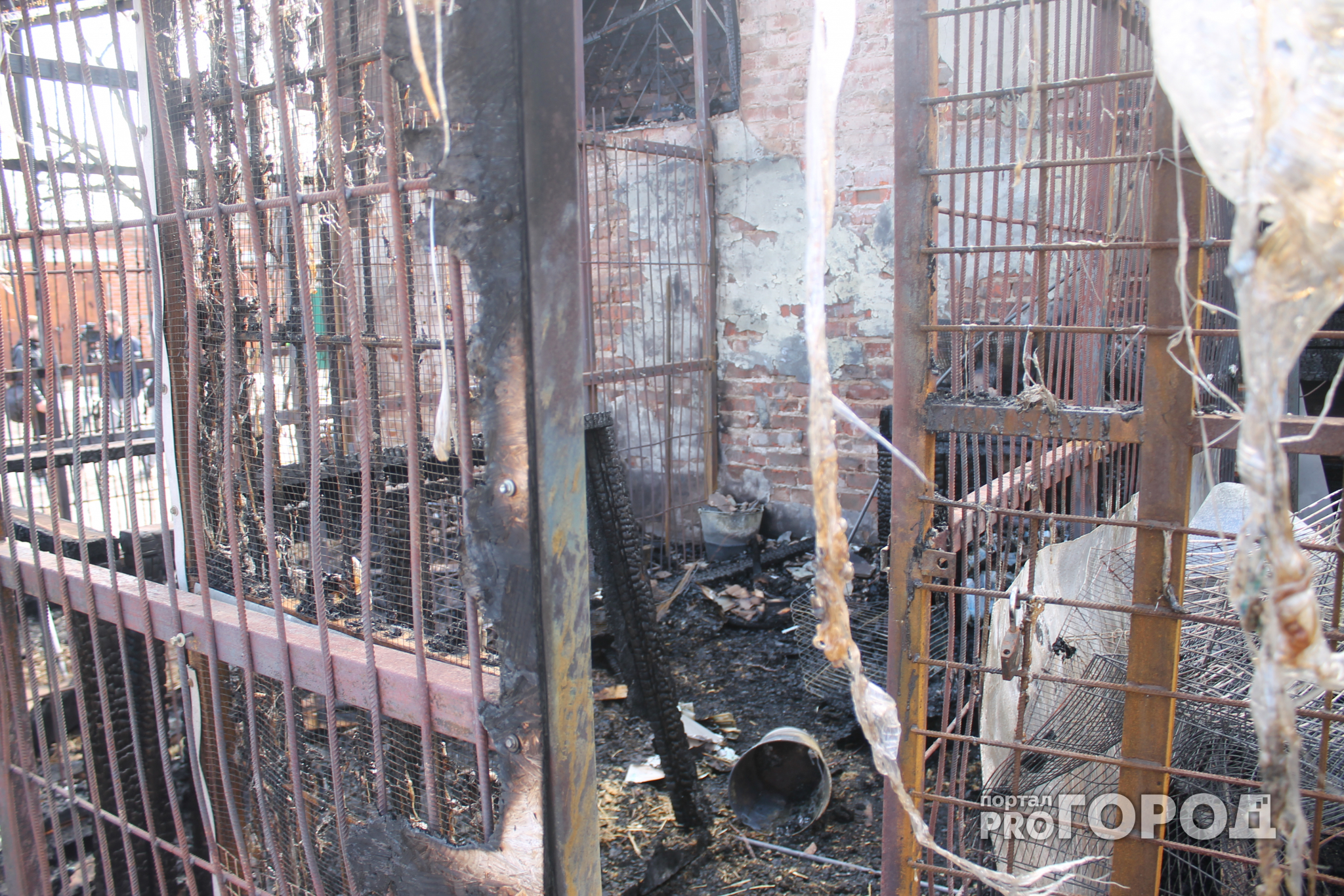 Собаки сгорели заживо при пожаре в приюте "Валента" (фото, видео)