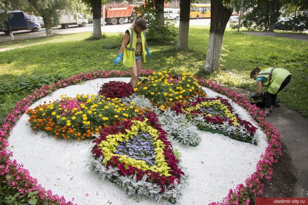 Во Владимире высадят 370 000 цветов, которые украсят улицы города