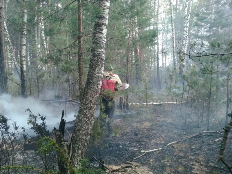 Во Владимирской области потушили лесной пожар