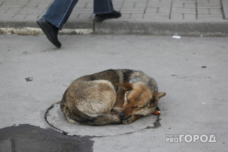 Программа отлова собак во Владимирской области терпит фиаско