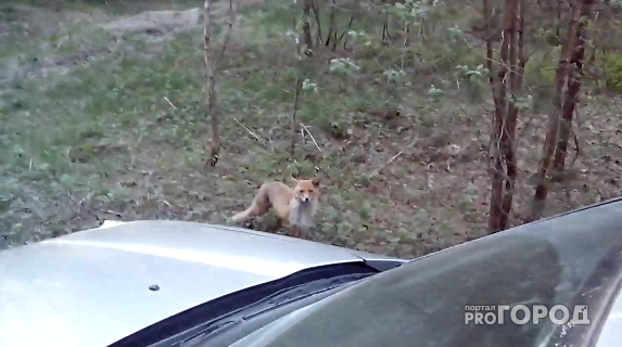 Раненый лисенок замечен во Владимирской области (видео)