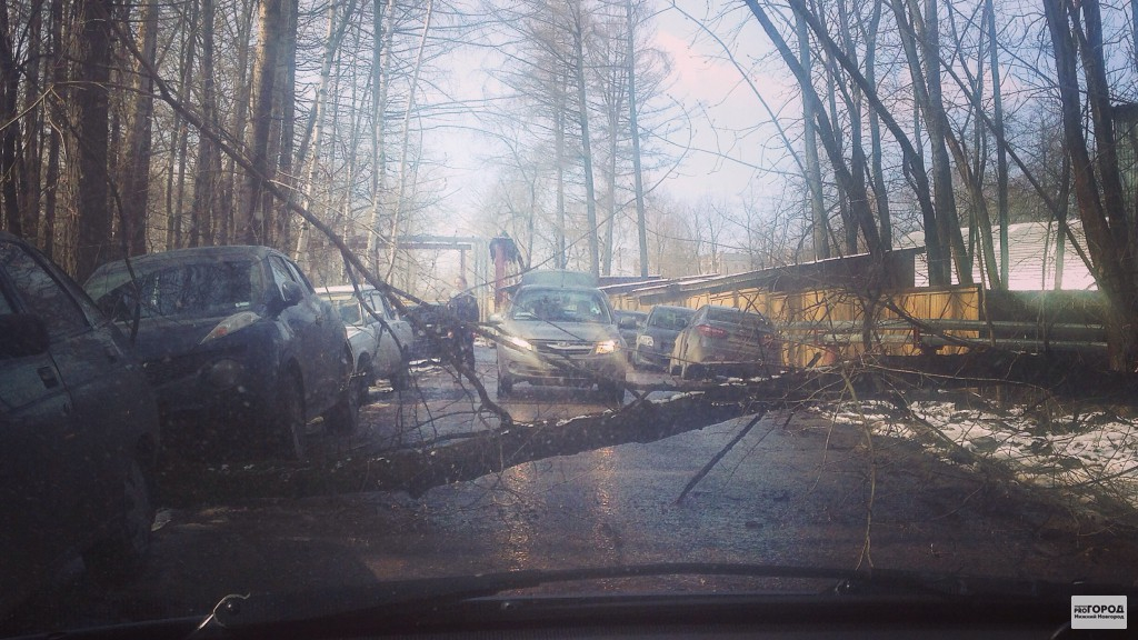 Во Владимире автомобилист отсудил деньги у коммунальщиков за упавшее дерево