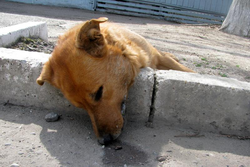 Во Владимире неизвестные рассыпают во дворах яд для животных