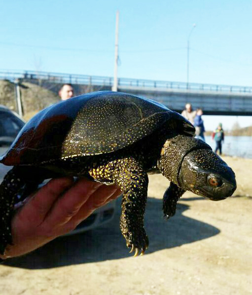В Киржачском районе "засветилась" хитрая болотная черепаха