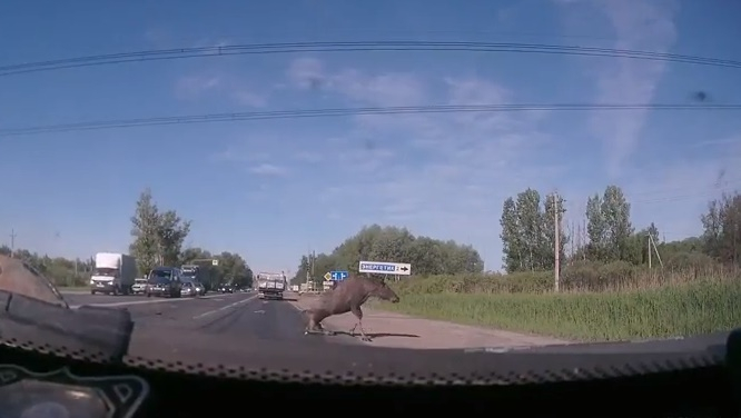 Лось протаранил грузовик во Владимире (видео)