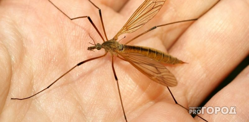 26 мая Судогда приглашает жителей Владимирской области на праздник комара