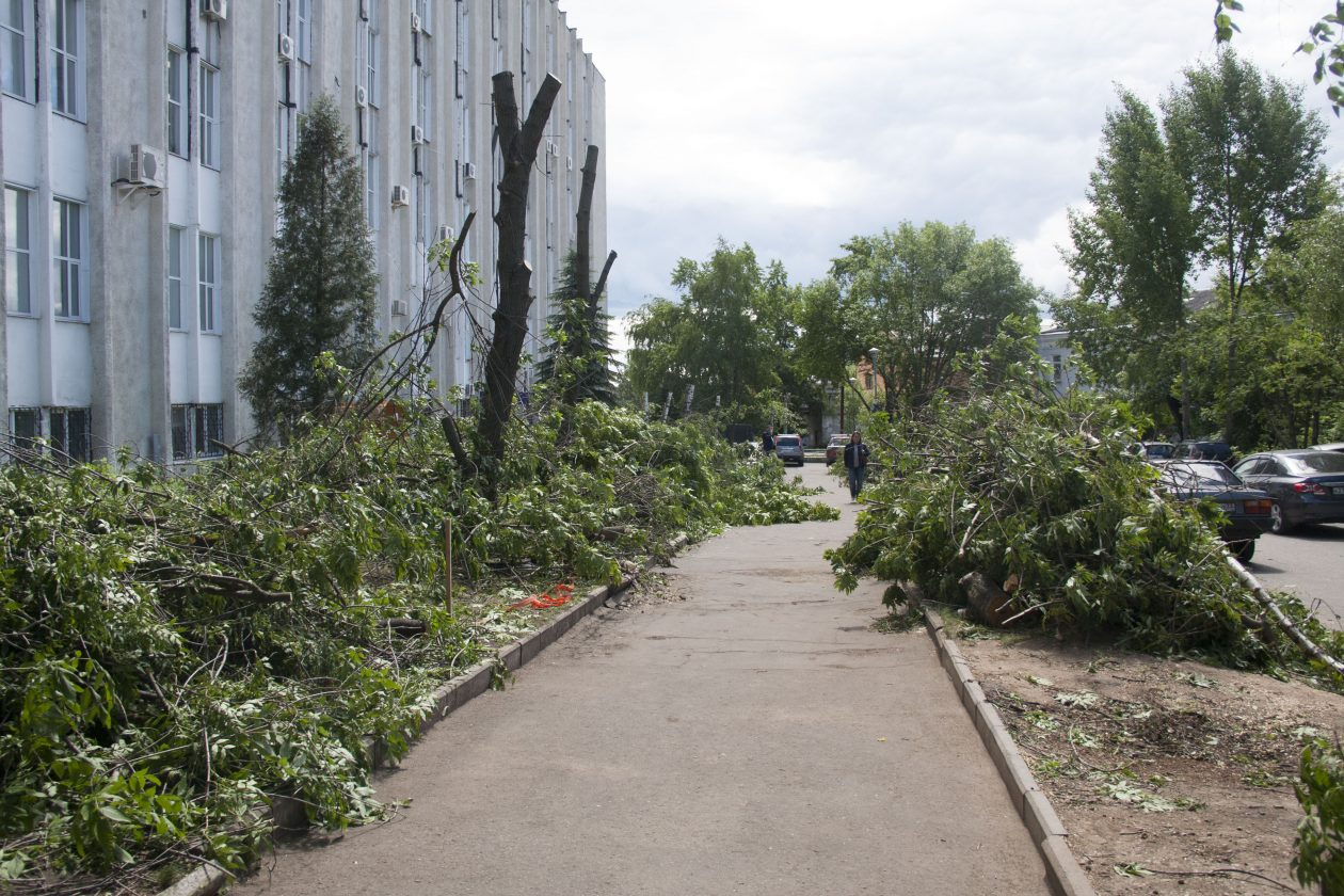 На улице Гороховой по ошибке спилили целый ряд деревьев