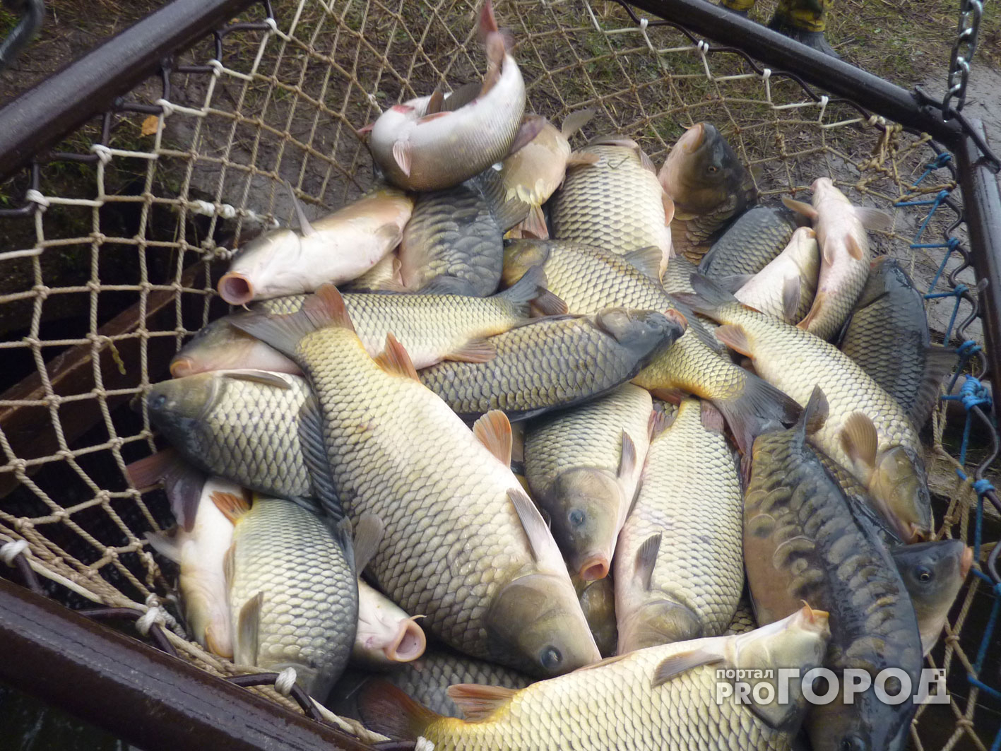 200 кг рыбы изъяли во Владимирской области