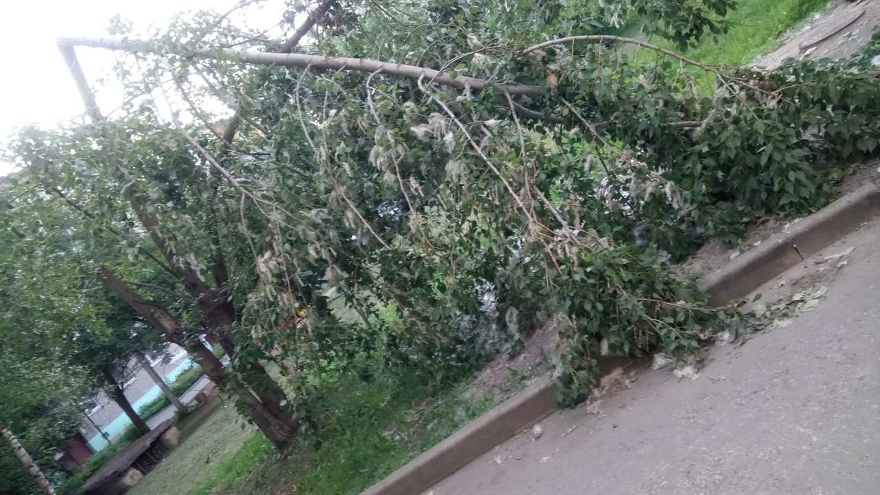 Владимирские коммунальщики игнорируют поваленные по всем городу деревья