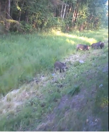 Семейство диких свиней было замечено возле Владимира (видео)