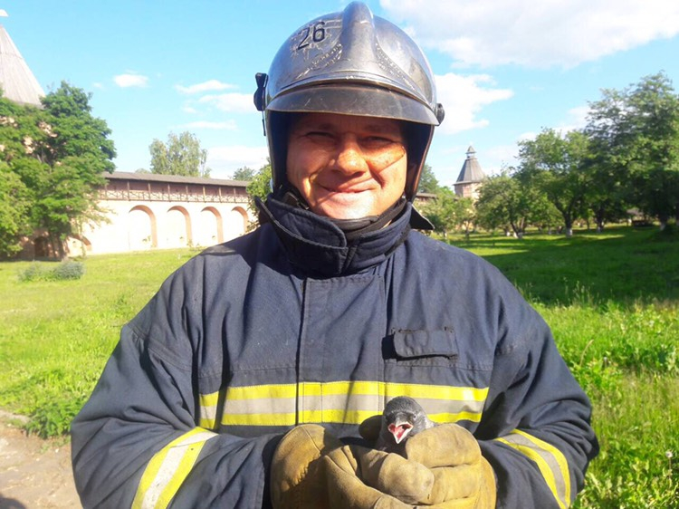 Суздальские туристы написали благодарность спасателям за спасение галчонка