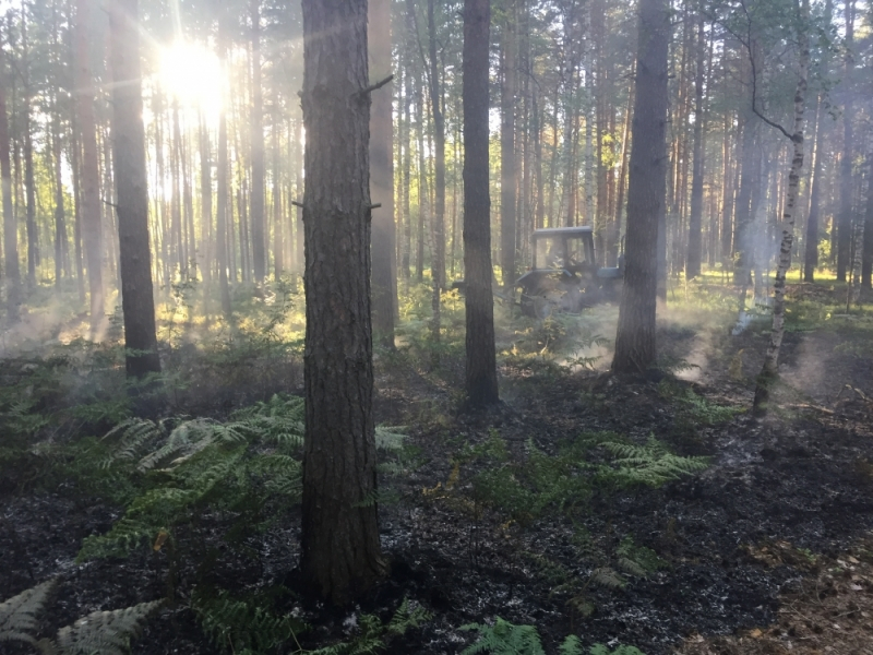 Сразу два лесных пожара потушили во Владимиркой области