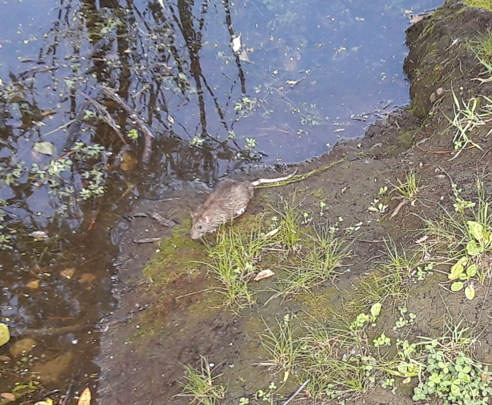 В Красносельском пруду крысы начали охоту на утят