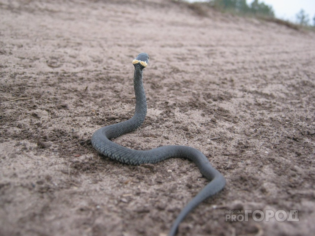 Заползают ли змеи. Самая страшная змея в Крыму. Змеиные Норы фото.
