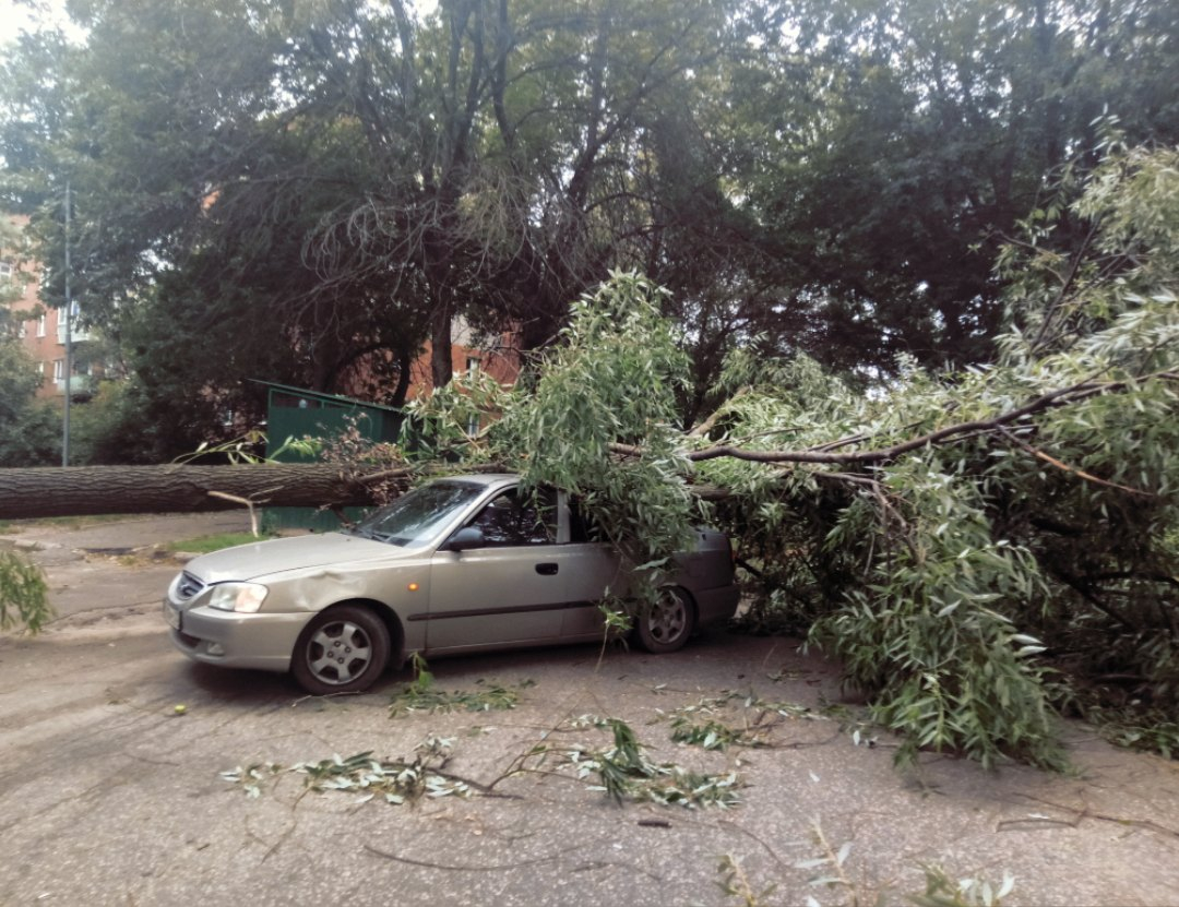 Во Владимире сильный ветер повалил столбы и сломал деревья