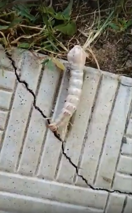 Жительница Владимира обнаружила у себя на даче поразительное насекомое