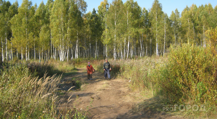 Владимирцам не рекомендуют ходить в лес без мобильного телефона и ножа