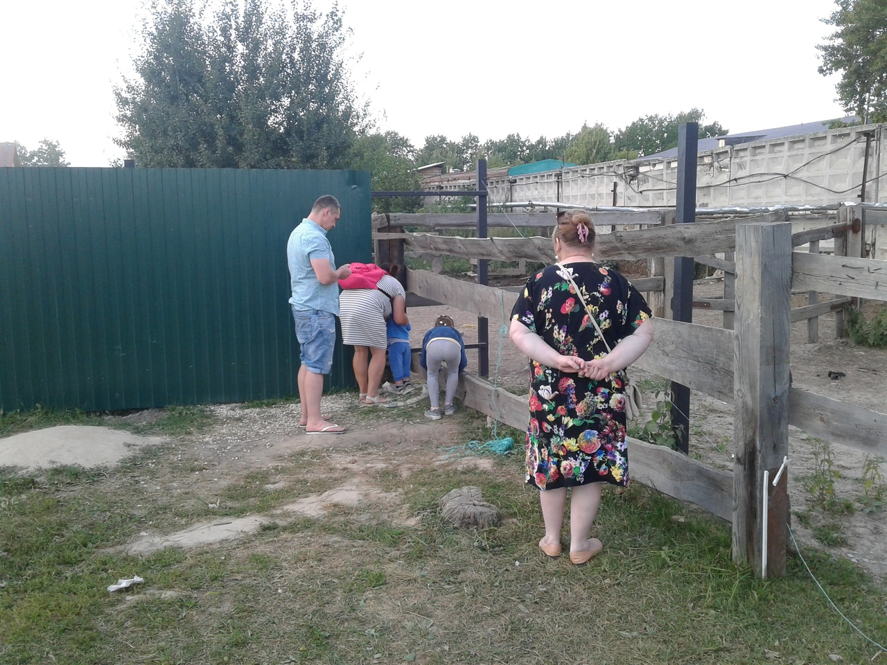 Дружба между лошадьми и посетителями парка во Владимире закончилась