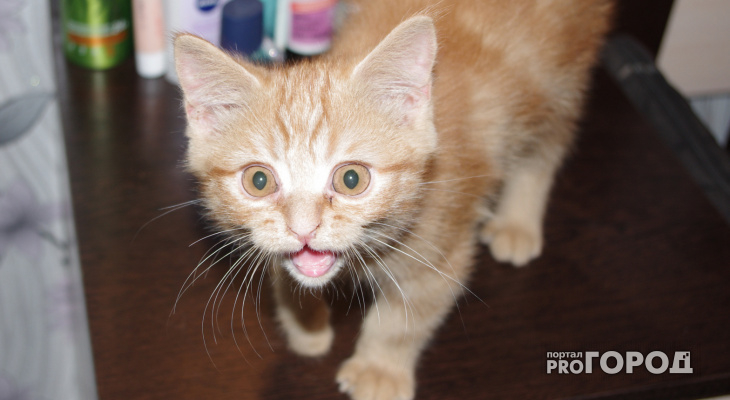 Жительница общежития на Каманина страдает от соседства с кошачьим приютом