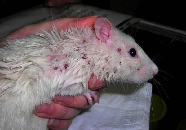 Жительница Владимира купила в зоомагазине крысу, больную сифилисом