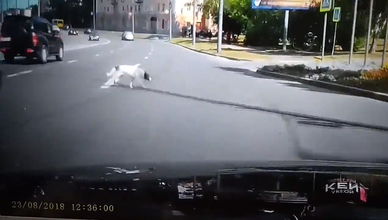 Водитель спровоцировал ДТП в центре Владимира, чтобы спасти собаку