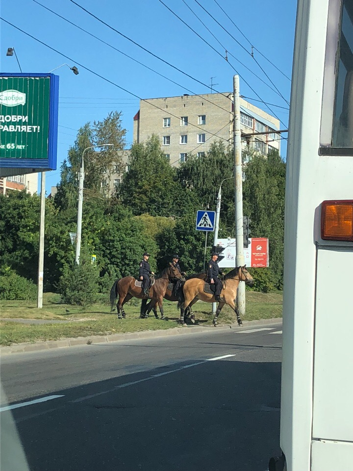 Во Владимире полицейские лошади оставили после себя неприятные кучи