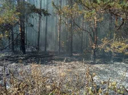 Лесные пожары в Петушинском районе постепенно утихают