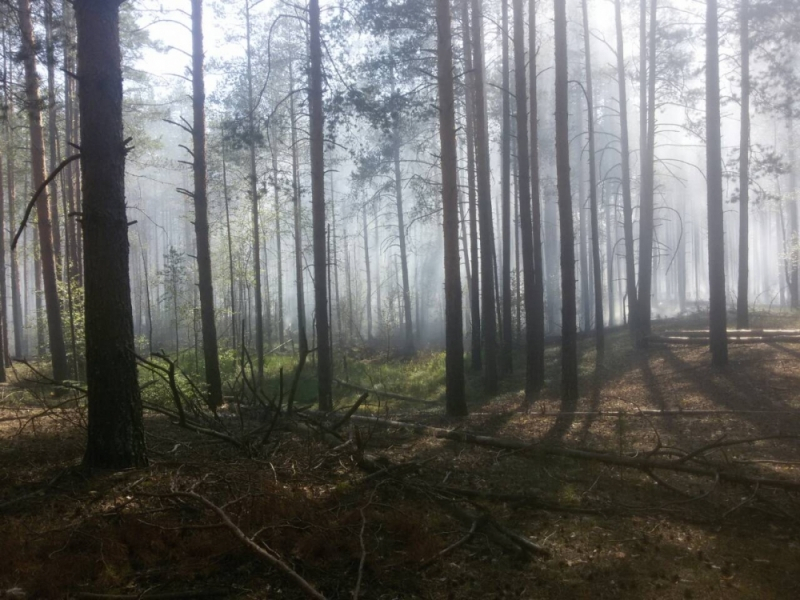 В разных районах Владимирской области продолжают гореть леса