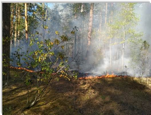 Лесные пожары вплотную подступили к Владимиру