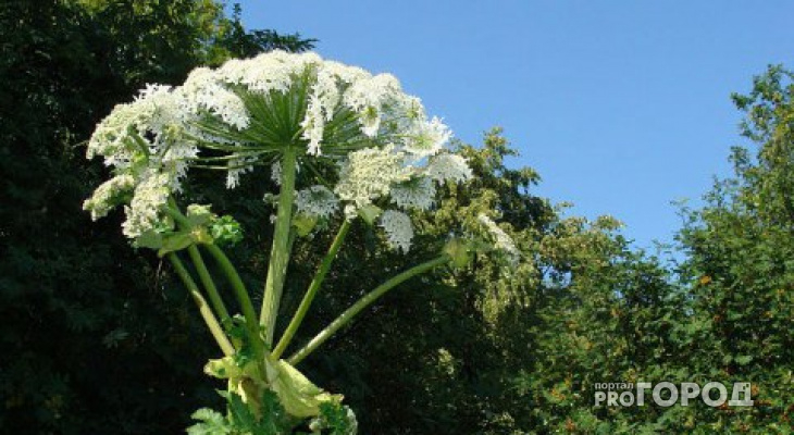 Во Владимирской области продают подозрительные растения