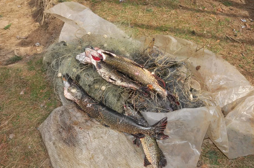 Фото к статье: В Клязьминско-Лухском заказнике орудовали браконьеры