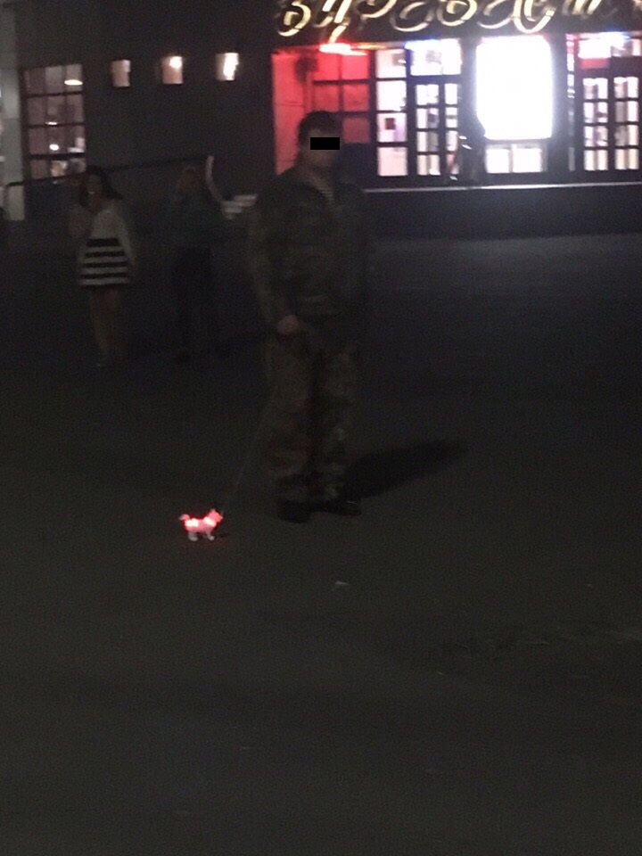 Житель Владимира выгуливал игрушечную собаку