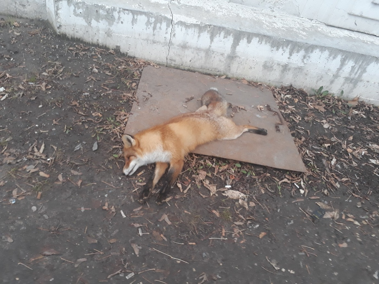 Во Владимире возле остановки обнаружили мертвую лису
