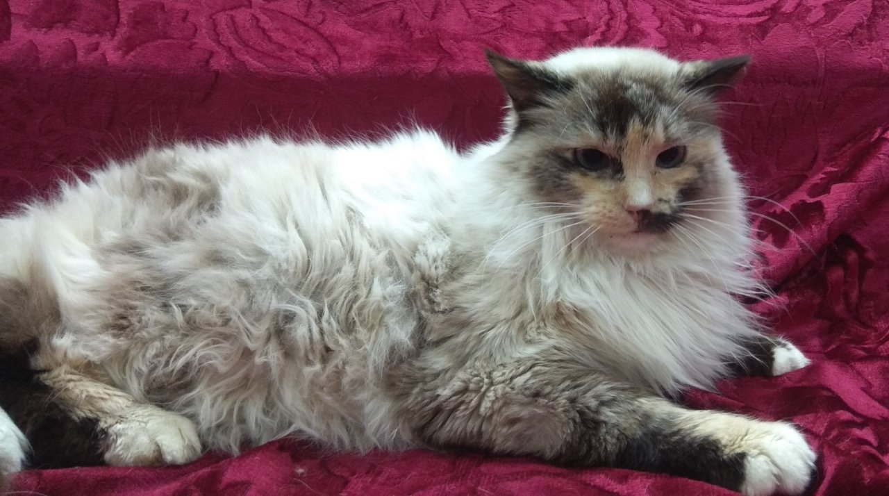 Очередная порция котят, ищущих семью, обнаружена во владимирском приюте