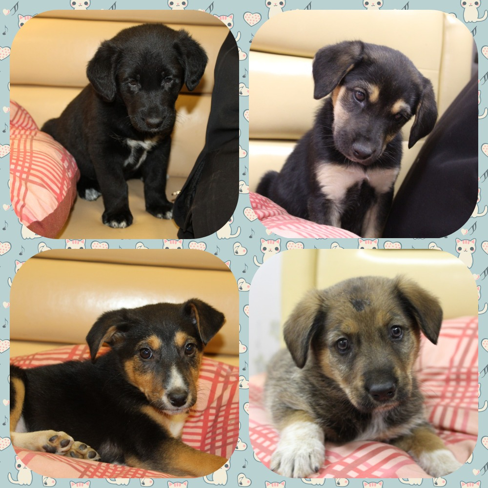 Великолепная четверка щенят из Владимира нуждается в заботе и любви