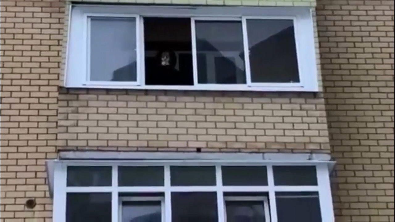 Во Владимире женщина швырялась мусором с третьего этажа (видео)