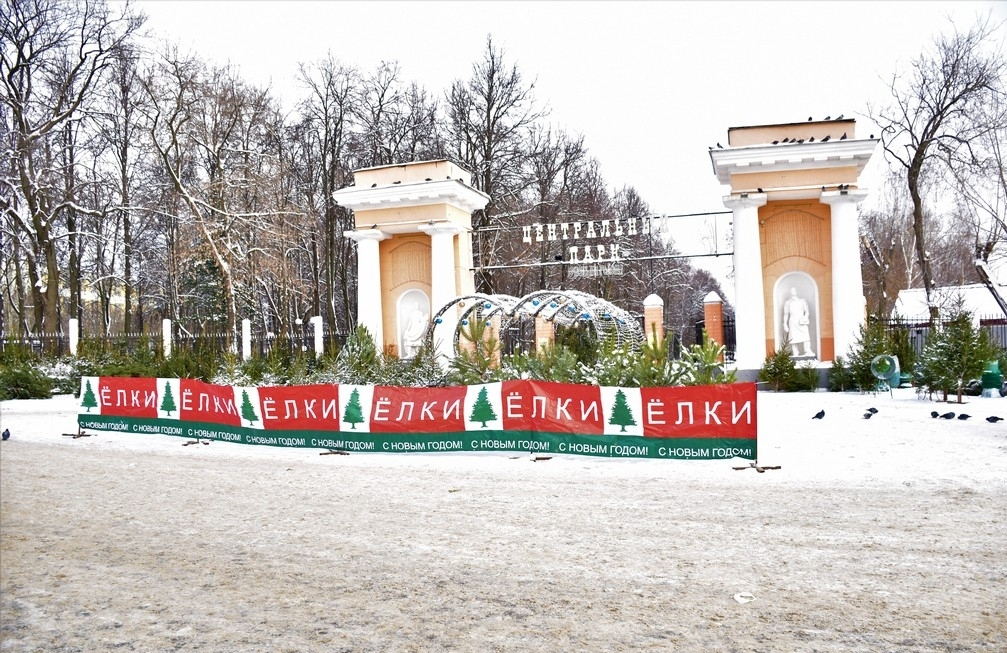 5 мест во Владимире, где можно купить живую ёлку на Новый год
