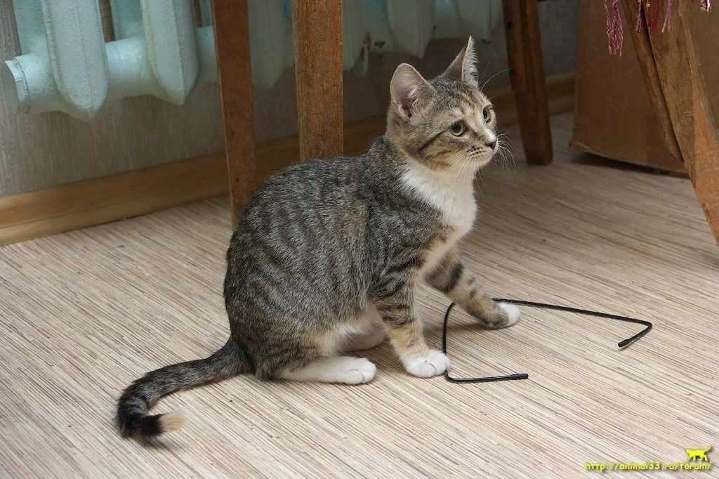 Ловите пушистых котят, нуждающихся в заботе владимирцев и вкусной еде