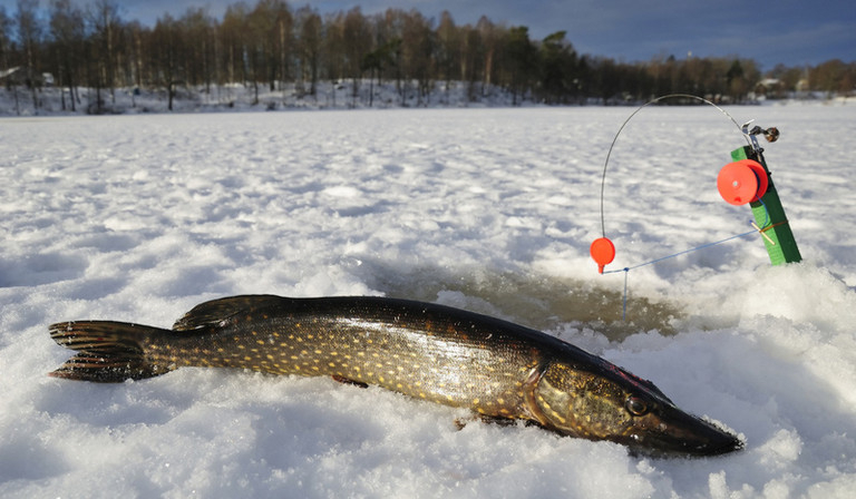 Во Владимирской области поймали браконьера, который рыбачил в заказнике