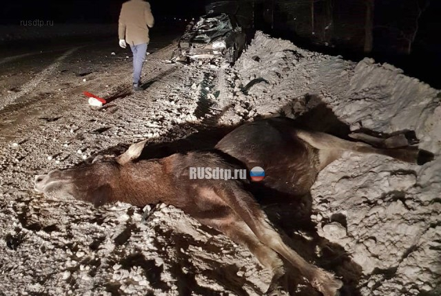 Огромный лось погиб в ДТП во Владимирской области
