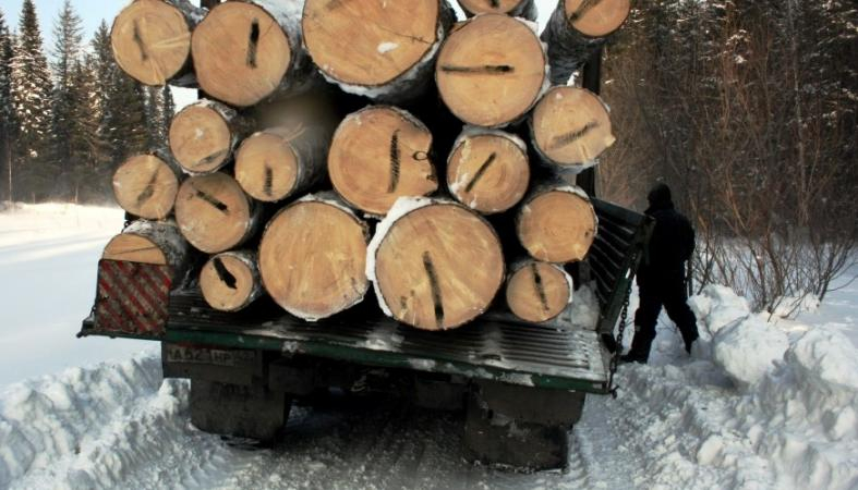 Двое "чёрных лесорубов" наломали дров на 7 миллионов рублей