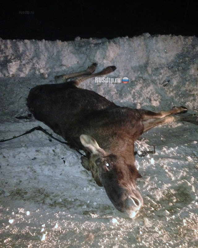Охотник из Кольчугино незаконно убил лося: мужчине грозит два года тюрьмы