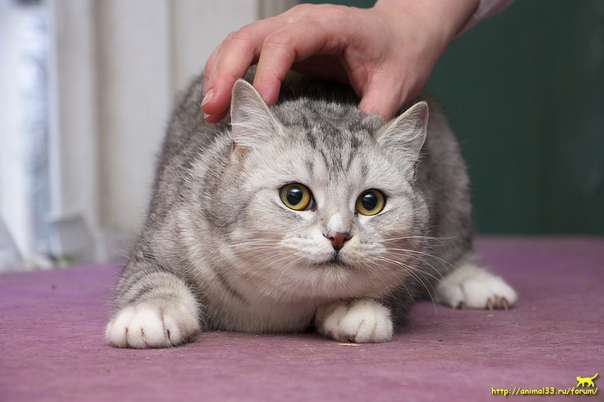 Утренняя подборка симпатичных котят, нуждающихся в помощи во Владимире