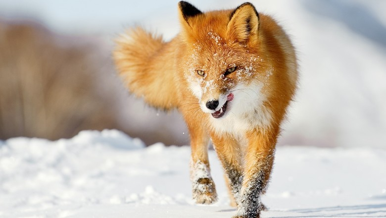 Ковровский район атакуют бешеные лисы: 2 собаки заражены